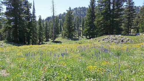 A vibrant meadow filled with colorful wildflowers, surrounded by tall trees and mountains under a clear blue sky.