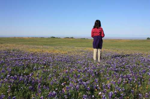 A person stands in a field of purple flowers, gazing at a clear blue sky and distant landscape.