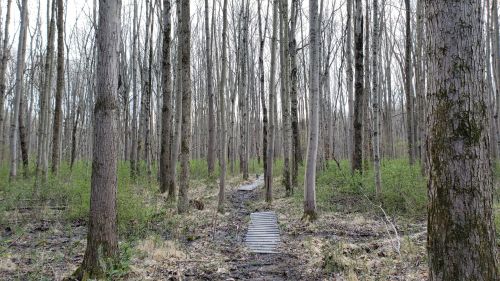 A narrow wooden path winds through a sparse forest of tall, bare trees with patches of green underbrush.