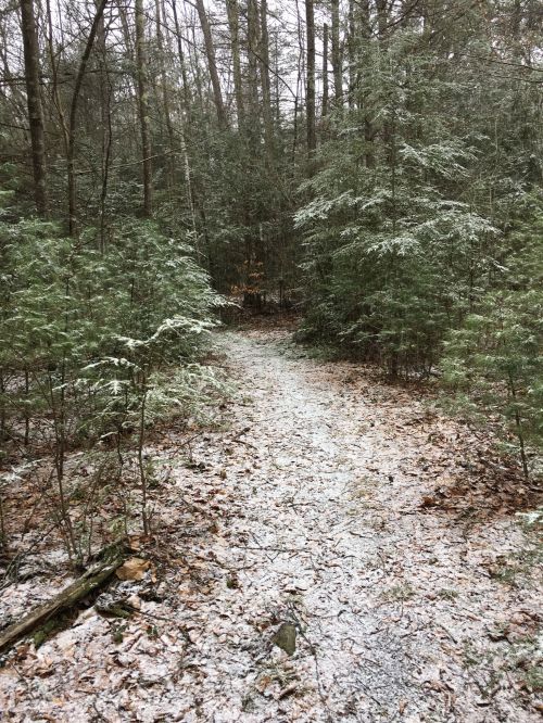 A snowy path winding through a dense forest, surrounded by evergreen trees and fallen leaves.