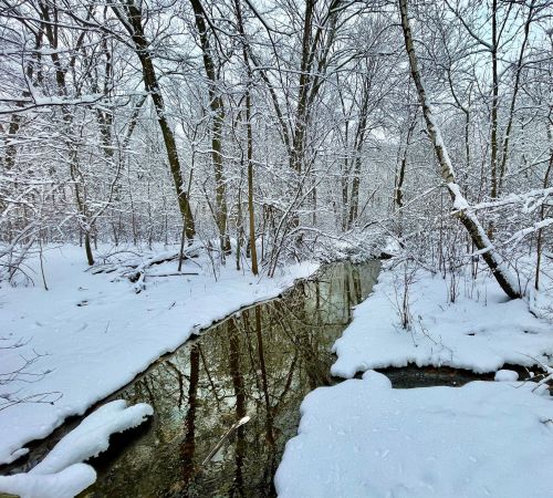 A serene winter scene with a snow-covered forest and a gently flowing creek reflecting the trees.