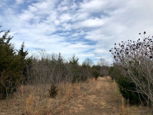 A dirt path winds through a sparse forest with trees and shrubs under a cloudy sky.