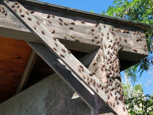 A wooden structure covered with numerous cicadas, basking in sunlight against a clear blue sky.