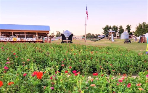A vibrant flower field at a farm with a wooden structure, American flag, and playground in the background.