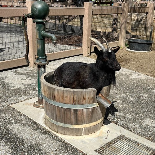 A goat sitting in a wooden barrel next to a hand pump in a farmyard setting.
