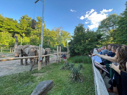 A group of people watch elephants at a zoo, surrounded by greenery and a clear blue sky.