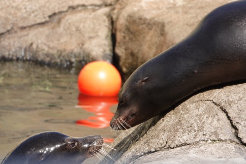 Two sea lions interact near a rocky shore, with a bright orange ball floating in the water behind them.