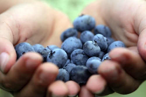 A pair of hands holding a generous handful of fresh, plump blueberries.