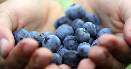 A pair of hands holding a generous handful of fresh, plump blueberries.