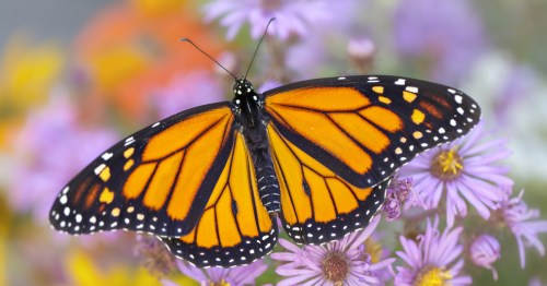 A vibrant orange and black butterfly perched on purple flowers, showcasing its detailed wings in a colorful garden.