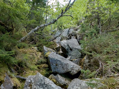 A rocky path surrounded by lush greenery and trees in a forested area.