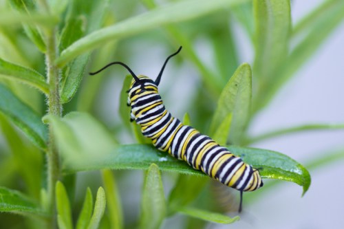 Close-up of a black and yellow striped caterpillar on green leaves, surrounded by soft foliage.