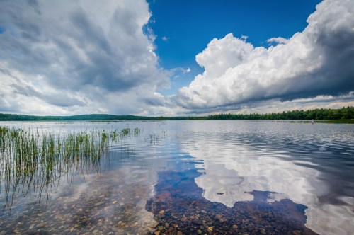 A serene lake reflecting fluffy clouds and blue sky, surrounded by lush greenery and tall grasses along the shore.