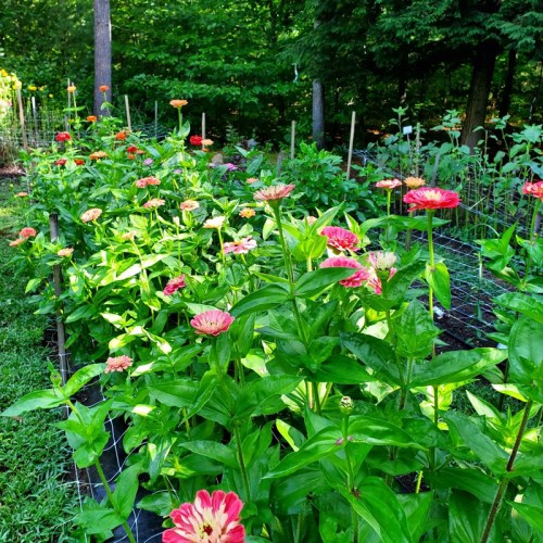 A vibrant garden filled with blooming pink and red zinnias surrounded by lush green foliage.