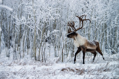 A reindeer walks through a snowy landscape, surrounded by frosted trees and a blanket of snow.