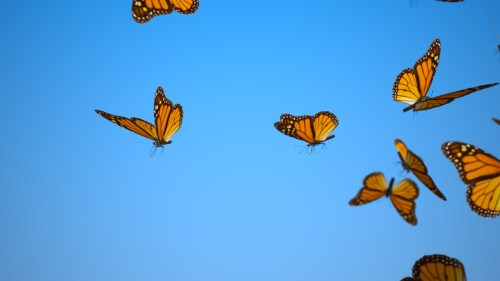 A group of orange and black butterflies flying against a clear blue sky.