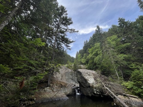 A serene forest scene with tall trees, a rocky outcrop, and a small waterfall flowing into a calm pool.