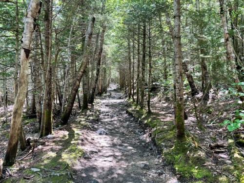 A narrow dirt path winds through a dense forest of tall trees and lush greenery. Sunlight filters through the leaves.
