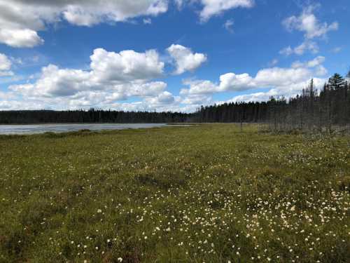 A serene landscape featuring a grassy field with white flowers, a calm lake, and a backdrop of trees under a blue sky.