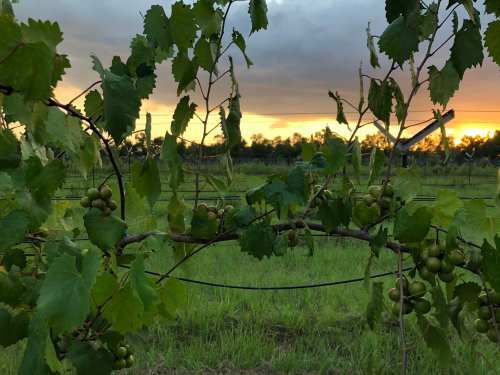 Grapevines with green grapes against a sunset sky, surrounded by lush greenery in a vineyard.