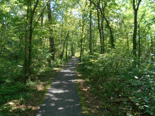A serene forest path surrounded by lush green trees and foliage, inviting exploration and tranquility.