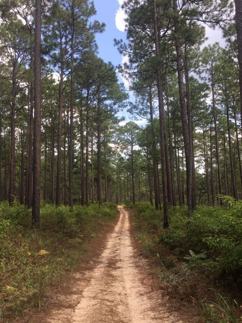 A sandy path winds through a dense forest of tall pine trees under a blue sky with scattered clouds.