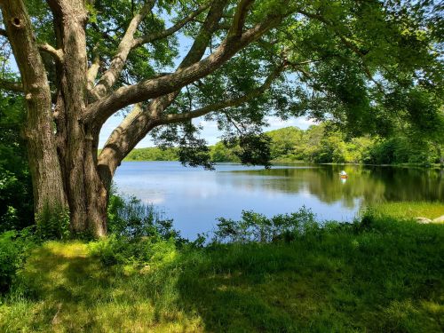 A serene lake surrounded by lush greenery and a large tree, with a small boat visible on the water.