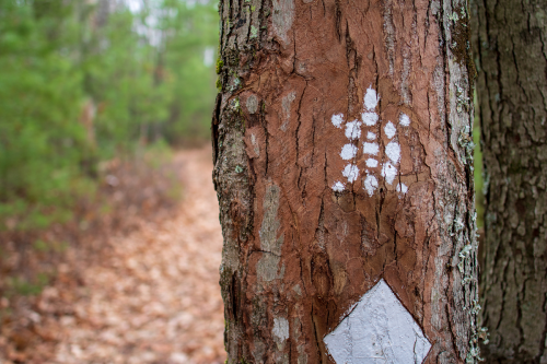 A close-up of a tree trunk with white trail markers, surrounded by a blurred forest path and fallen leaves.