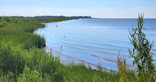 A serene shoreline with calm waters, lush green grass, and a few birds wading along the edge under a clear blue sky.