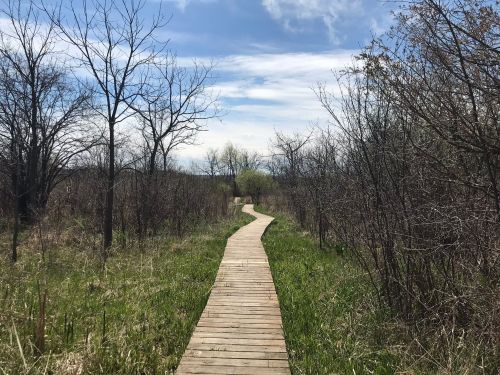 A winding wooden path through a grassy area with sparse trees under a blue sky with clouds.