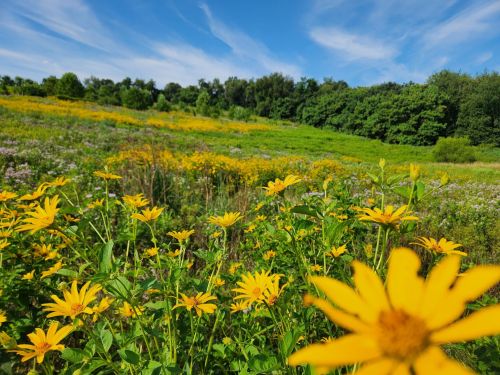A vibrant field of yellow flowers under a blue sky, with green trees in the background.