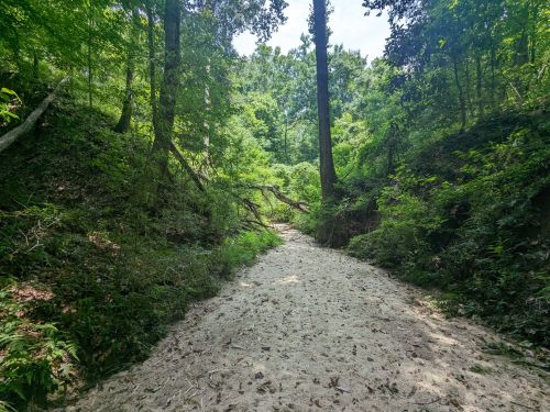 A sandy path surrounded by lush green trees and foliage, with a fallen tree across the trail.
