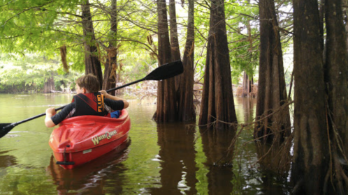 A person paddles a red kayak through calm waters surrounded by lush green trees and cypress knees.