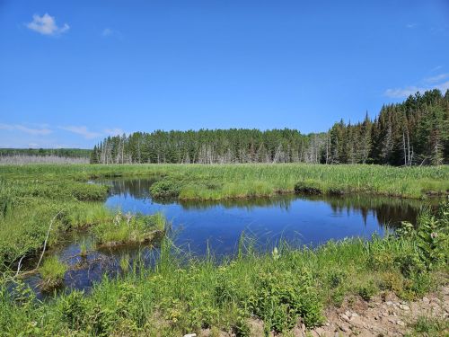 A serene wetland scene with a calm pond surrounded by lush greenery and tall trees under a clear blue sky.