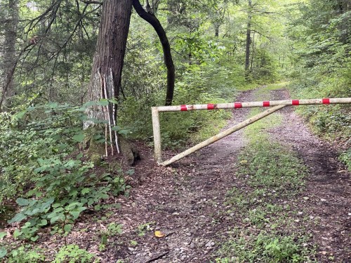 A gravel path in a forest is blocked by a metal gate, surrounded by trees and greenery.