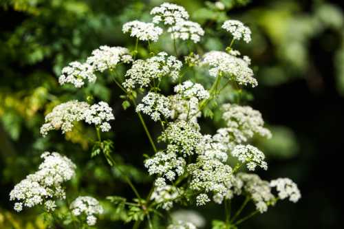 A cluster of small white flowers surrounded by green foliage in a natural setting.