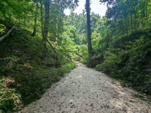 A sandy path winds through a lush green forest, flanked by trees and overgrown vegetation.