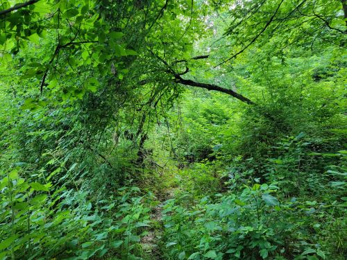 Lush green forest path surrounded by dense foliage and trees, creating a serene, natural atmosphere.