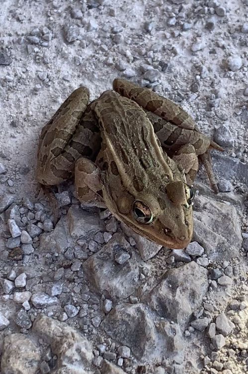 A brown frog with textured skin sits on a rocky surface, blending into its surroundings.