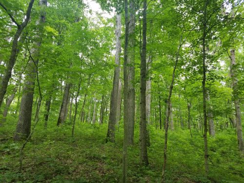 Lush green forest with tall trees and dense undergrowth, creating a serene and vibrant natural environment.
