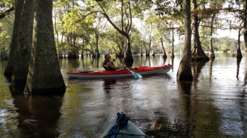 A person paddles a red kayak through calm waters surrounded by trees in a serene, natural setting.