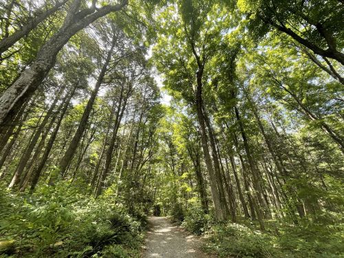 A serene forest path surrounded by tall trees and lush green foliage under a bright sky.
