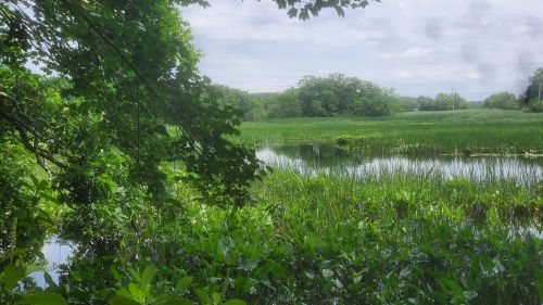 Lush green landscape with a calm pond surrounded by tall grasses and trees under a cloudy sky.