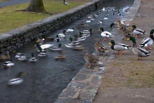 A flock of ducks swimming in a narrow stream, with some standing on the bank and others in motion.
