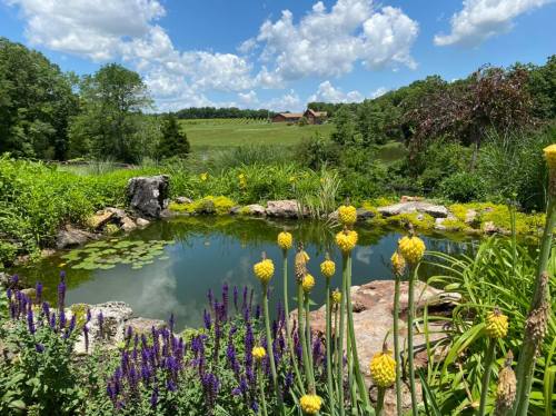 A serene pond surrounded by vibrant flowers and lush greenery, with a blue sky and fluffy clouds in the background.
