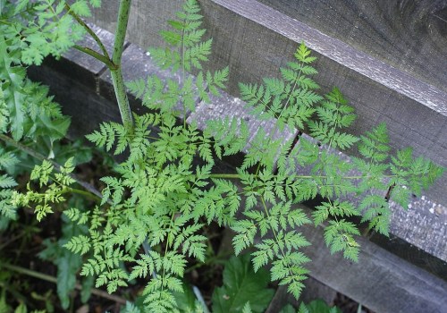 Green fern-like leaves growing against a wooden fence, showcasing intricate leaf patterns.