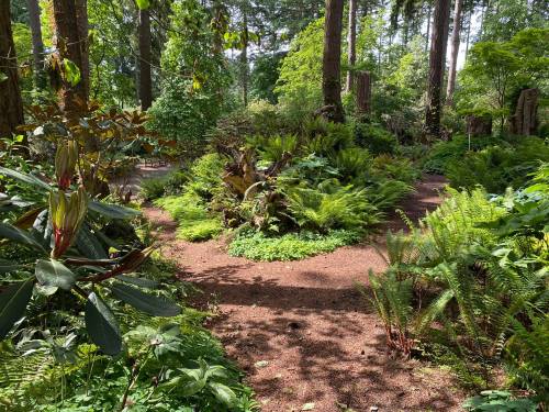 Lush green garden with ferns and plants, surrounded by tall trees and dappled sunlight on a winding path.