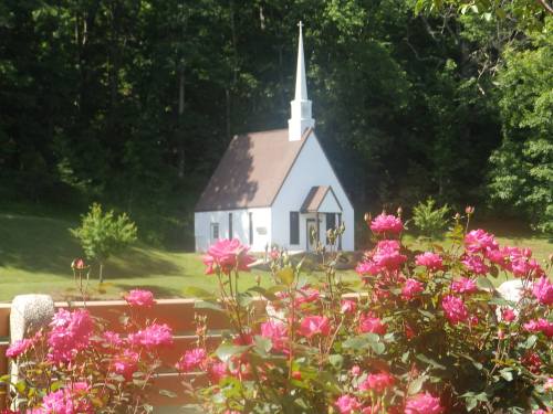 A small white church with a steeple surrounded by vibrant pink roses and lush green trees in the background.