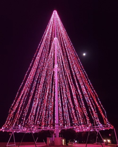 A tall Christmas tree adorned with pink and white lights, glowing against a dark night sky with a visible moon.