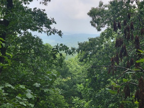 A lush green forest with trees framing a distant view of rolling hills under a cloudy sky.